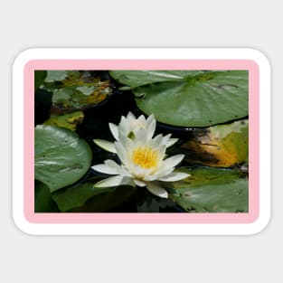 Water Lily Sticker